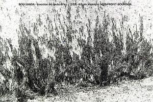 1- Bou-Saada 1939 Invasion de sauterelles (3)